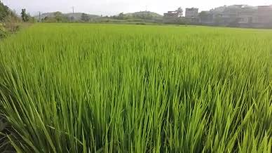 清晨阳光下青色稻谷稻穗成长实拍视频视频的预览图